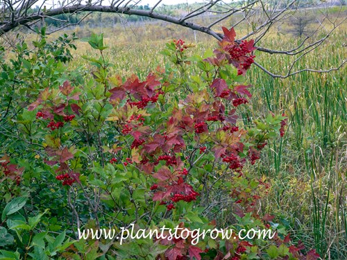Cranberry Bush Viburnum (Viburnum opulus var trilobum)
This was the reddest I have ever seen this plant. (August 29)